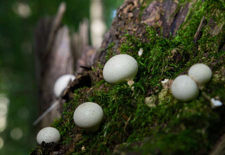 Forest mushrooms in the grass. Gathering mushrooms growing on an old tree stump in the forest.の写真素材