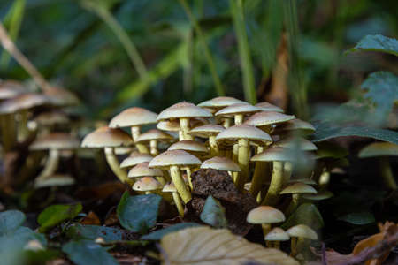 Forest mushrooms in the grass. Gathering mushrooms growing on an old tree stump in the forest.