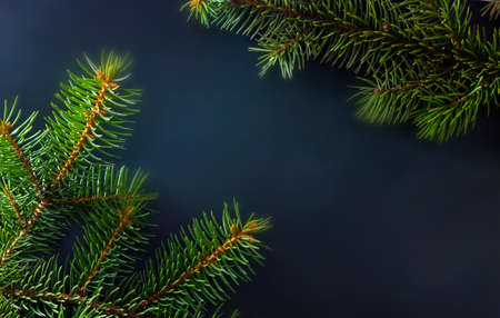 Green spruce branch isolated on black background.の写真素材