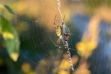 Close up of a spider in nature. Amazing nature. Close up of a spider making web. Macro photography...