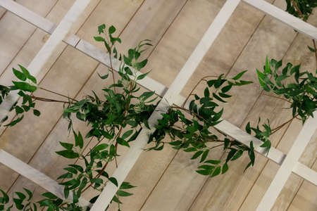 Green ivy leaves on wooden dies, natural decor background.の写真素材