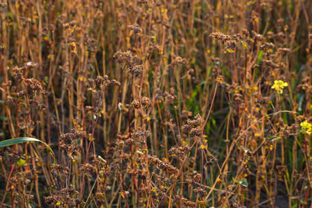 Autumn colorful landscape with uncleaned buckwheat field on the edge of the forest plantation on a...