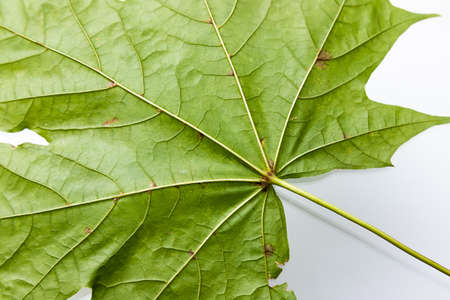 Green maple leaf isolated on white background.の写真素材