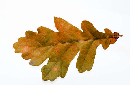green sheet of oak on a white background.の写真素材
