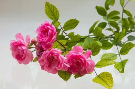 Light pink rose isolated on white background.