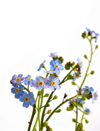 Spring is coming - bunch of forget-me-nots over white background.の写真素材