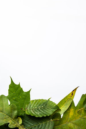 Green leaves border isolated on white background.の写真素材