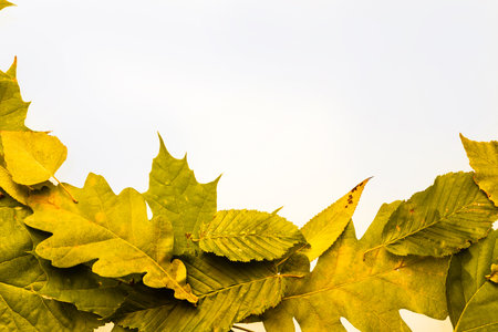 border frame of colorful autumn leaves isolated on white.