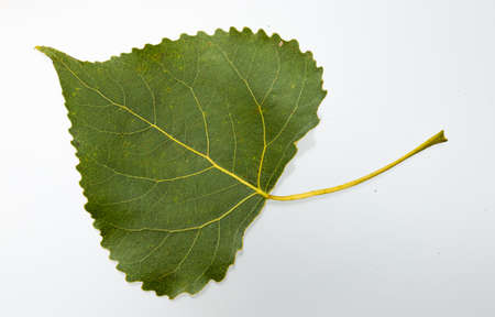 autumn birch yellow leaves isolated on white background.の写真素材