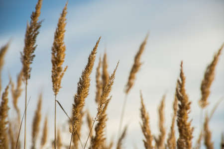 Dry grass flowers in the sky background. Close view of grass stems against sky. Calm and natural...