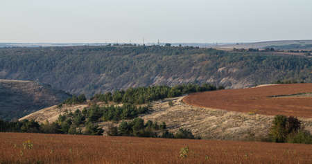 buckwheat field overlooking trees, hills. Rural landscape.