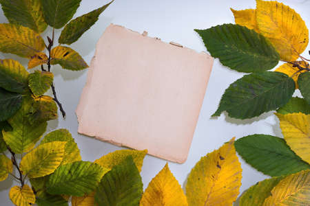 Autumn Leaves on the Old Paper sheet isolated on white.