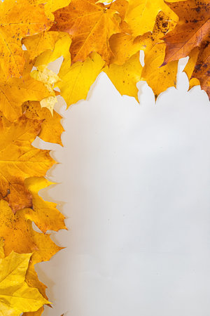 border frame of colorful autumn leaves isolated on white.