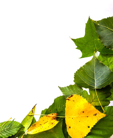 border frame of colorful autumn leaves isolated on white.の写真素材