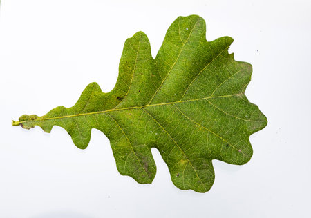 green sheet of oak on a white background.