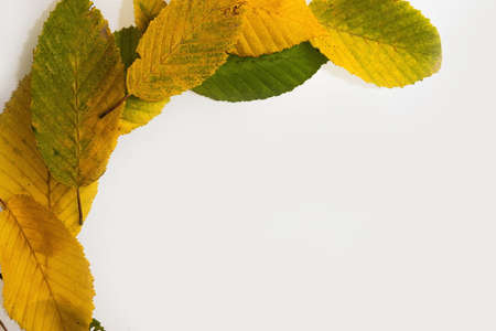 border frame of colorful autumn leaves isolated on white.の写真素材