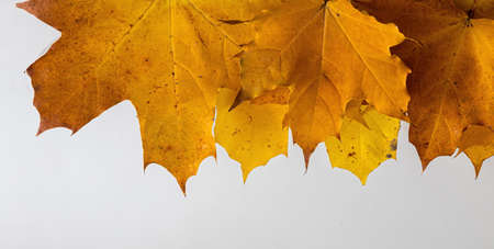 border frame of colorful autumn leaves isolated on white.の写真素材