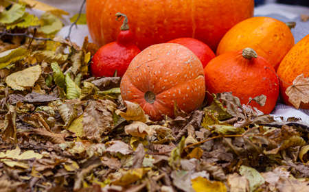 Pumpkins in autumn leaves. Orange mood on autumn background, top view.