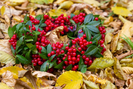Autumn decor. Viburnum leaves and berries wreath.