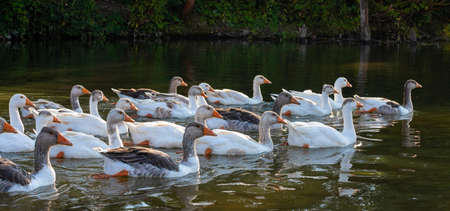 Farm life. A flock of white and gray geese swims in a blue pond.