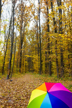 Colorful umbrella lying on yellow leafs in autumn day.の写真素材