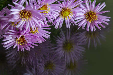 close-up of purple flowers on a dark background. copy space.の写真素材