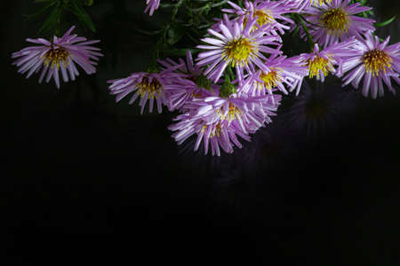 close-up of purple flowers on a dark background. copy space.の写真素材