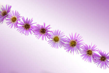 Beautiful pink myrapes are blooming on a white background.の写真素材