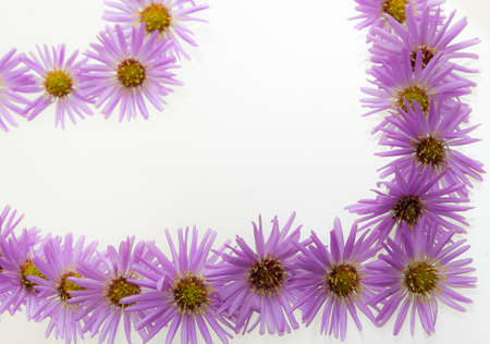 Beautiful pink myrapes are blooming on a white background.の写真素材