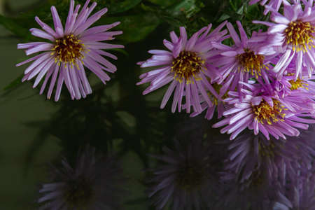 close-up of purple flowers on a dark background. copy space.の写真素材
