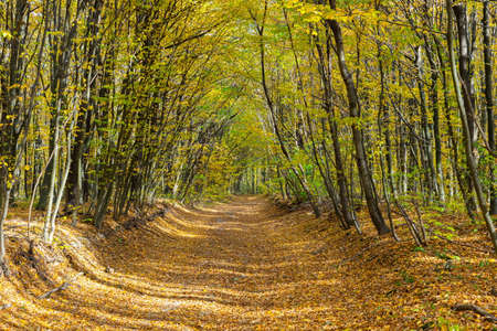 A picturesque path in the autumn forest. beautiful nature, tranquility, relaxation.