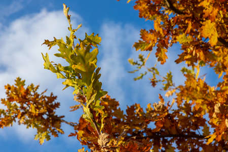 Yellow autumn leaves and branches against a blue sky. Bright golden oak leaves in autumn, space for...
