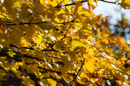 Autumn leaves on the sun. Fall blurred background.の写真素材