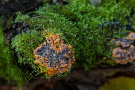 Nature detail mashrooms and moss at the rotten tree.の写真素材