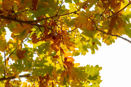 Yellow autumn leaves and branches against a blue sky. Bright golden oak leaves in autumn, space for...
