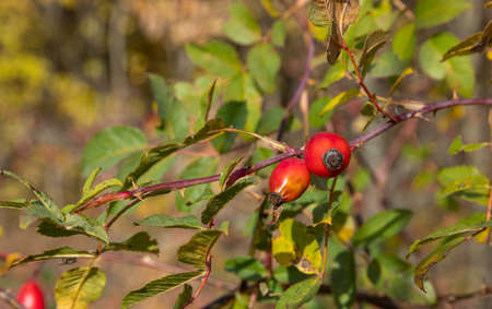Red rosehip berries on bush growing in winter forest. Ripe medicinal fruits of briar.の写真素材