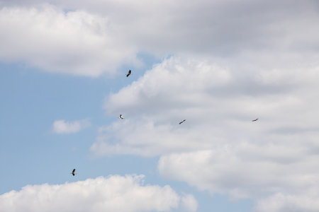 stork flying on background of colored fields, copy-space.の写真素材
