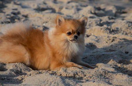 brown pomeranian dog isolated on white background, cute pet in home.の写真素材