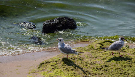 Adorable seagulls run along the coastline, spreading their white-gray wings and picking up food they find.の写真素材