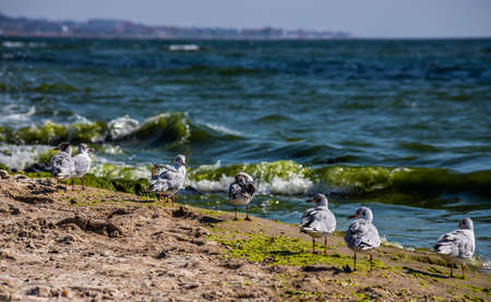 Adorable seagulls run along the coastline, spreading their white-gray wings and picking up food they find.の写真素材