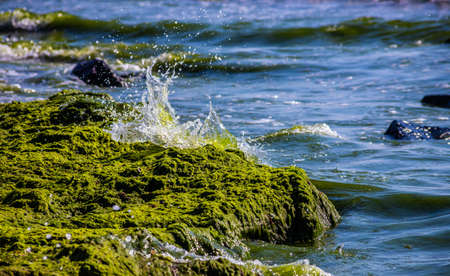 Stones covered with algae on the sandy beach of the sea in the bright sun and small waves.の写真素材