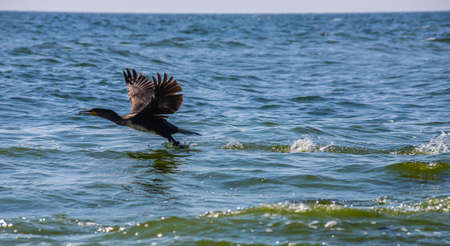 A great cormorant taking off from a lake's surface.の写真素材
