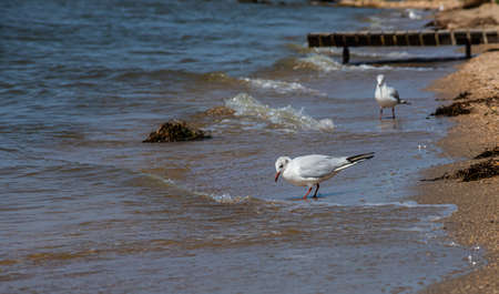 Adorable seagulls run along the coastline, spreading their white-gray wings and picking up food they find.の写真素材