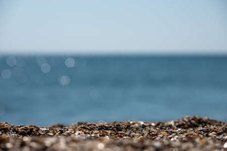 Sea shells on sand. summer beach background. top view.の写真素材