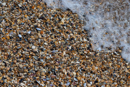 Sea shells on sand. summer beach background. top view.