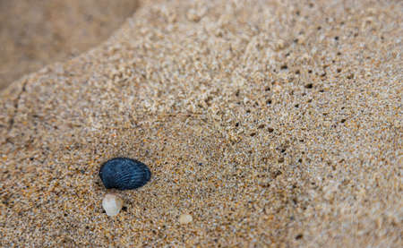 Sandy beach background for summer. sand texture. macro shot. copyspace.