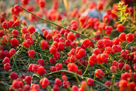 Ancient Medicinal Plant Ephedra. Plants of the genus Ephedra have traditionally been used by indigenous people for a variety of medicinal purposes.の写真素材