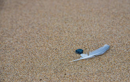 sand texture. copyspace. top view. flat lay. Feather of a bird on wet sand close-up.の写真素材