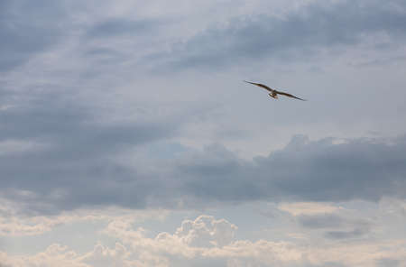 Seagull flying in the sky. Seagull flying sky as freedom concept.の写真素材