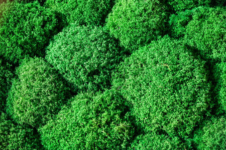 green moss background texture beautiful in nature.の写真素材
